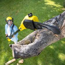 Why Choose Our Tree Removal Services in Raymore, MO?