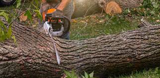 Raymore, MO  Tree Services Company