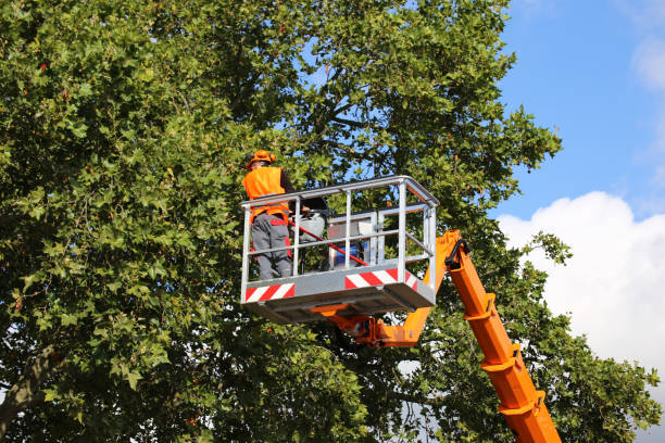 Best Tree Risk Assessment  in Rayre, MO