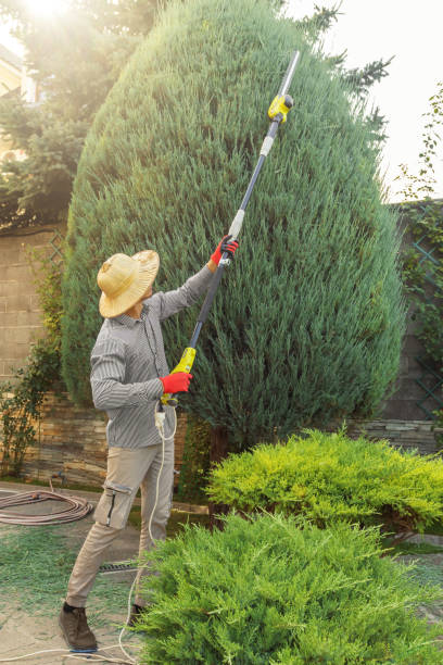 Best Sod Installation  in Rayre, MO